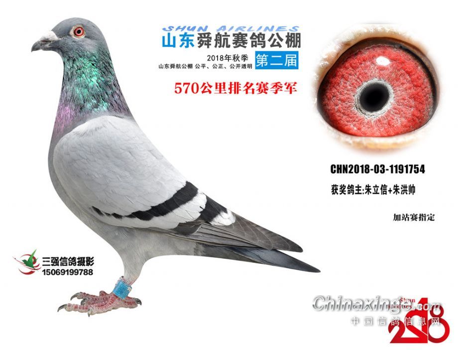 秦都赛鸽公棚最新公告揭秘，赛鸽日常趣事与情感纽带展现