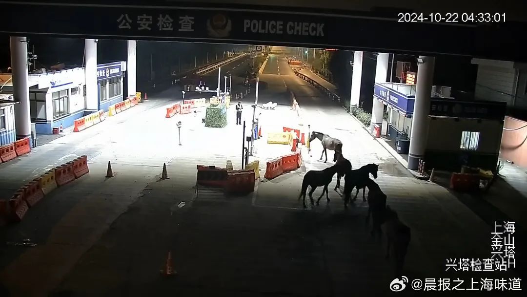 浙江七匹马的出逃之旅，变化、学习与自信的力量见证于上海Citywalk