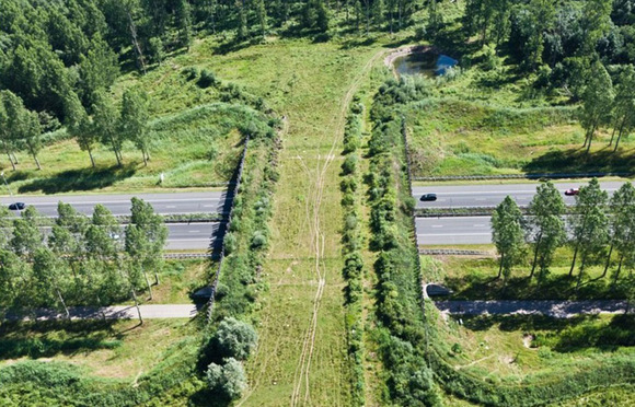 紫金山游客遭遇野猪袭击，户外安全需警惕