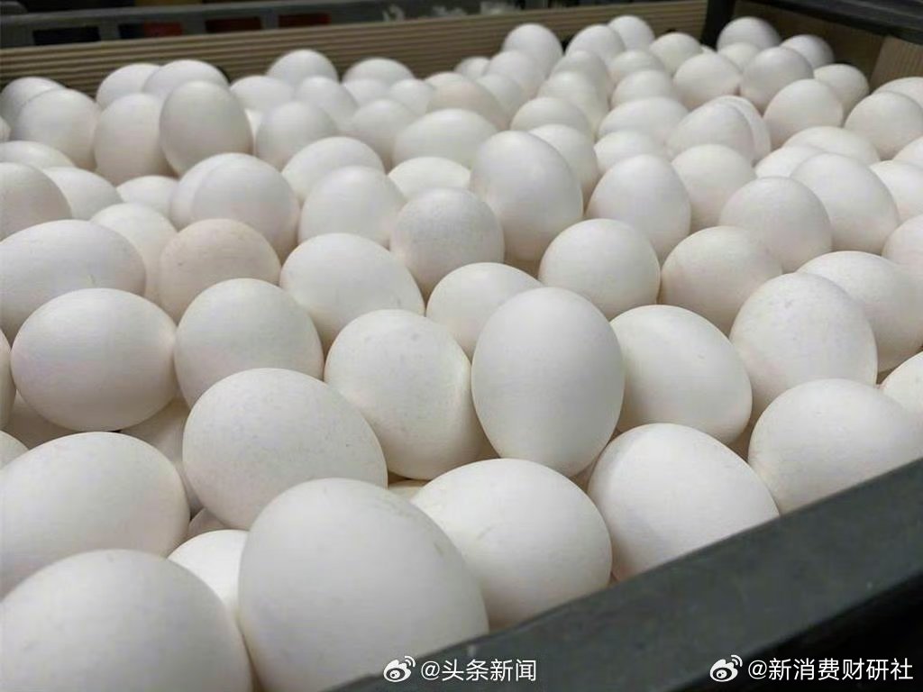 蛋农困境