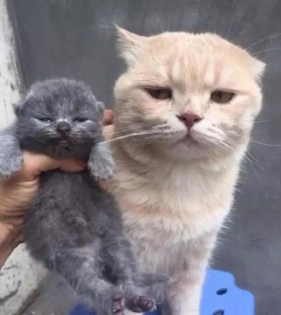 猫色潮流资讯大揭秘