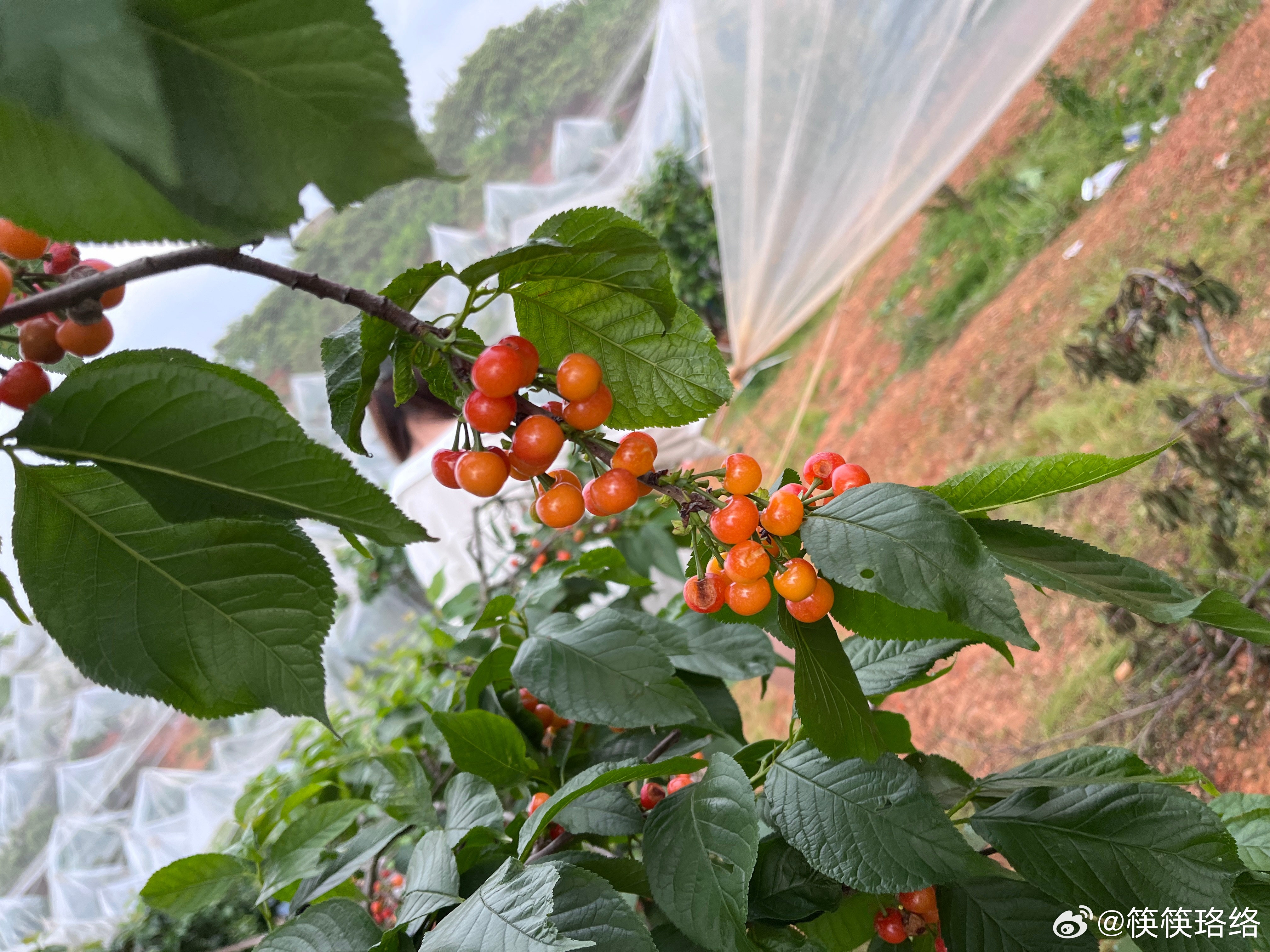 樱桃最新资讯概览