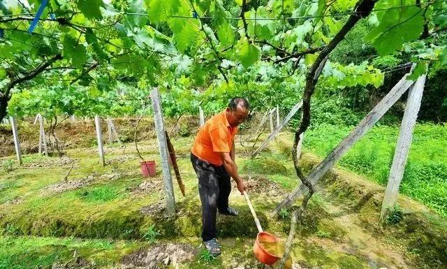 农用硫酸钾最新价格，市场走势分析与购买指南