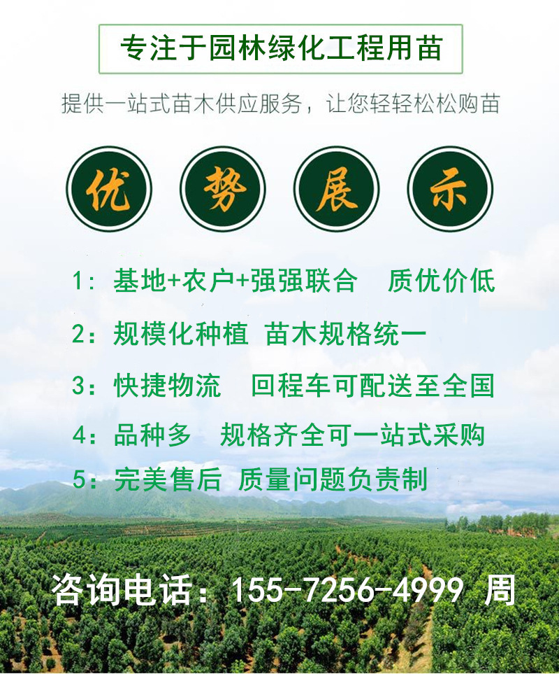 苗圃最新动态，绿色产业蓬勃发展，绿色产业最新消息速递
