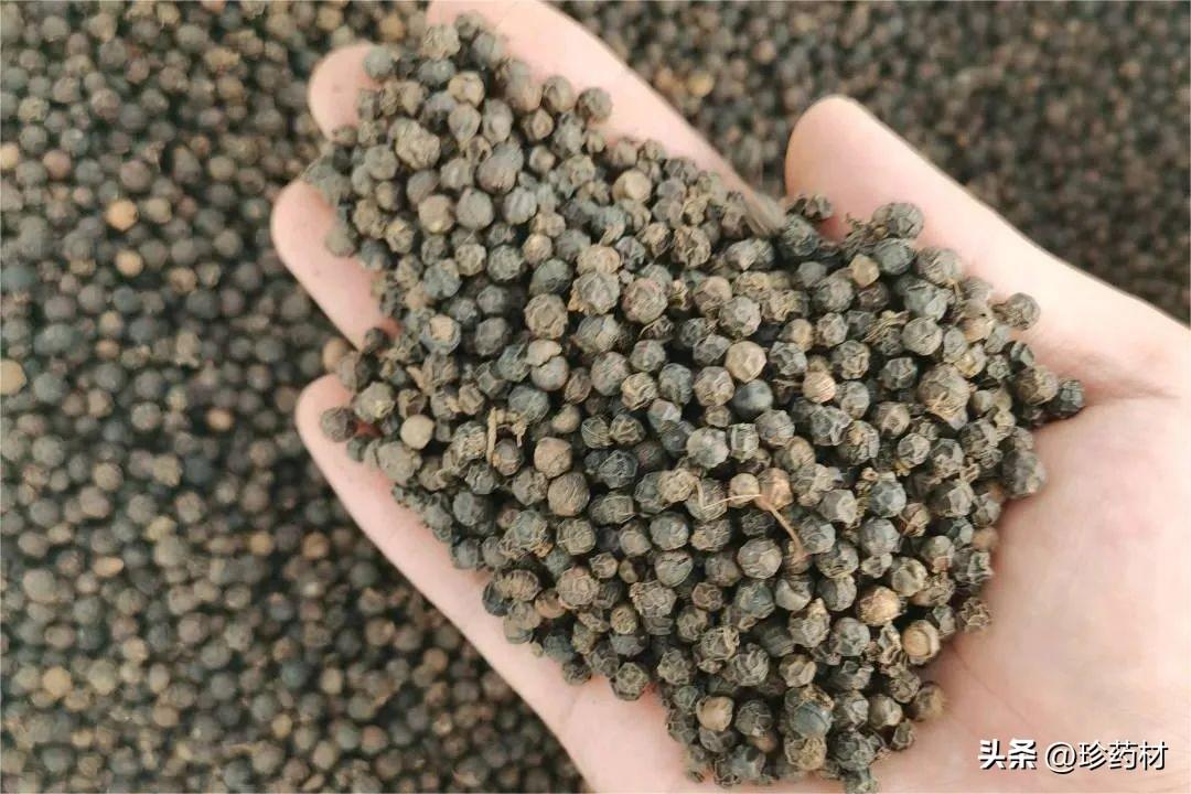 🌟太子参种子最新价格信息🌟